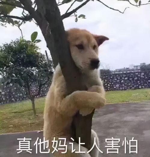 和狗狗击掌的表情包,萌宠互动瞬间，治愈你的心灵