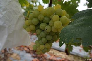 大娱乐家小葡萄,跨界奇才的娱乐传奇